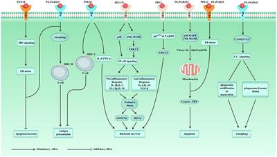 Immunological effects of the PE/PPE family proteins of Mycobacterium tuberculosis and related vaccines
